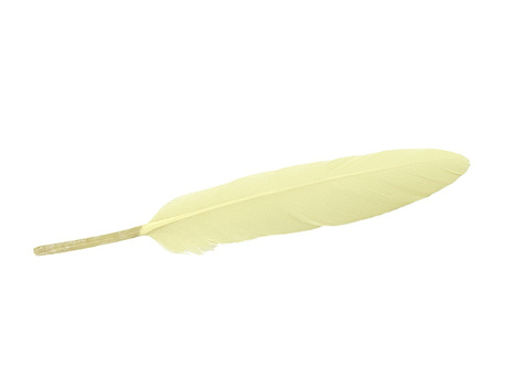 Piórka gołębie, ozdobne / kremowy / długość ok 10-11cm / 6szt